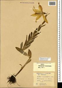 Lilium monadelphum M.Bieb., Caucasus, Stavropol Krai, Karachay-Cherkessia & Kabardino-Balkaria (K1b) (Russia)