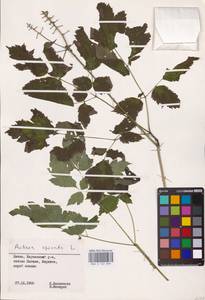 Actaea spicata L., Eastern Europe (no precise locality) (E0)