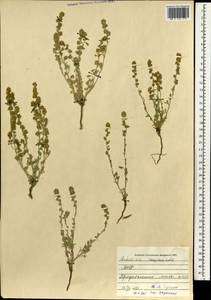 Artemisia caespitosa Ledeb., Mongolia (MONG) (Mongolia)