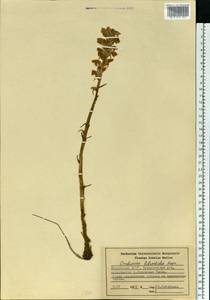 Orobanche alsatica subsp. libanotidis (Ruprecht) Pusch, Eastern Europe, Middle Volga region (E8) (Russia)