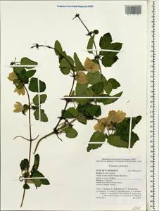 Clematis cirrhosa L., South Asia, South Asia (Asia outside ex-Soviet states and Mongolia) (ASIA) (Israel)