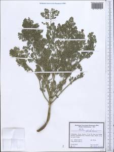 Ferula dshizakensis Korovin, Middle Asia, Pamir & Pamiro-Alai (M2) (Uzbekistan)