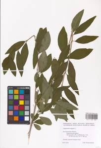 Syringa vulgaris L., Eastern Europe, Central forest-and-steppe region (E6) (Russia)