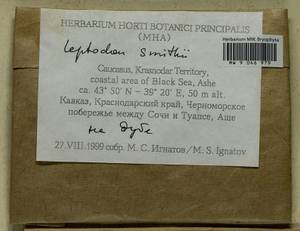 Leptodon smithii (Dicks. ex Hedw.) F. Weber & D. Mohr, Bryophytes, Bryophytes - North Caucasus & Ciscaucasia (B12) (Russia)