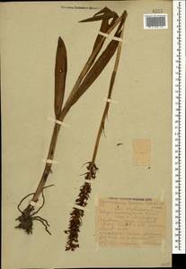 Gymnadenia conopsea (L.) R.Br., Caucasus, Krasnodar Krai & Adygea (K1a) (Russia)