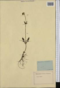 Valeriana dioica L., Western Europe (EUR) (Germany)