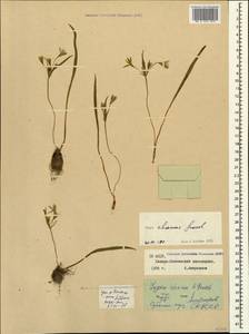 Gagea chanae Grossh., Caucasus, North Ossetia, Ingushetia & Chechnya (K1c) (Russia)