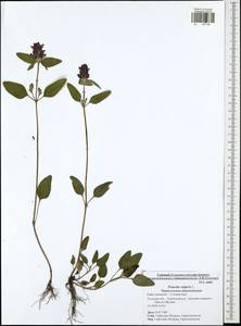 Prunella vulgaris L., Eastern Europe, Central region (E4) (Russia)