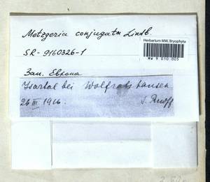Metzgeria conjugata Lindb., Bryophytes, Bryophytes - Western Europe (BEu) (Germany)