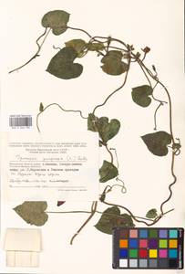 Ipomoea purpurea (L.) Roth, Eastern Europe, Moscow region (E4a) (Russia)