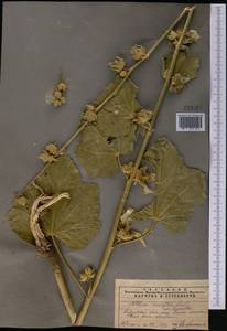 Alcea nudiflora (Lindl.) Boiss., Middle Asia, Western Tian Shan & Karatau (M3) (Kazakhstan)