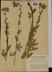 Potentilla recta subsp. obscura (Willd.) Arcang., Western Europe (EUR) (Hungary)