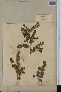 Colutea arborescens L., Western Europe (EUR) (Italy)