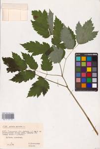 Actaea spicata L., Eastern Europe (no precise locality) (E0)