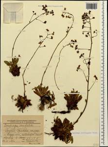 Saxifraga paniculata subsp. cartilaginea (Willd.) D. A. Webb, Caucasus, South Ossetia (K4b) (South Ossetia)