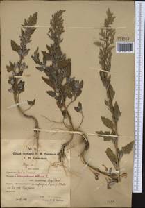 Chenopodium album L., Middle Asia, Northern & Central Kazakhstan (M10) (Kazakhstan)