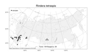 Rindera tetraspis (Pall.) L'Hér. ex DC. & A. DC., Atlas of the Russian Flora (FLORUS) (Russia)