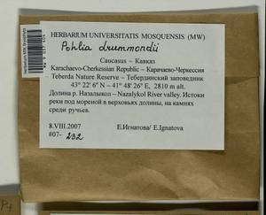 Pohlia drummondii (Müll. Hal.) A.L. Andrews, Bryophytes, Bryophytes - North Caucasus & Ciscaucasia (B12) (Russia)