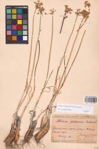 Allium cretaceum, Eastern Europe, Middle Volga region (E8) (Russia)