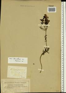 Pedicularis palustris L., Eastern Europe, Central region (E4) (Russia)