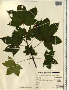 Acer cappadocicum, South Asia, South Asia (Asia outside ex-Soviet states and Mongolia) (ASIA) (Iran)