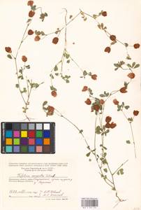 Trifolium campestre Schreb., Eastern Europe, Moscow region (E4a) (Russia)