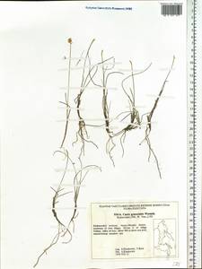 Carex nardina (Hornem.) Fr., Siberia, Russian Far East (S6) (Russia)