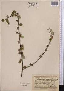 Cotoneaster nummularius Fisch. & C. A. Mey., Middle Asia, Kopet Dag, Badkhyz, Small & Great Balkhan (M1) (Turkmenistan)
