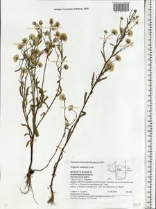 Erigeron brachycephalus H. Lindb., Eastern Europe, Central region (E4) (Russia)