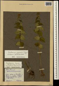 Vincetoxicum juzepczukii × hirundinaria, Crimea (KRYM) (Russia)