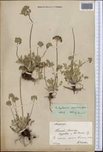 Lomatocarpa albomarginata (Schrenk) Pimenov & Lavrova, Middle Asia, Northern & Central Tian Shan (M4) (Kyrgyzstan)