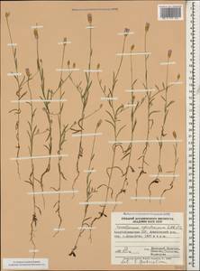 Xeranthemum cylindraceum Sibth. & Sm., Caucasus, Azerbaijan (K6) (Azerbaijan)