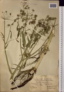 Cicuta virosa L., Siberia, Western Siberia (S1) (Russia)