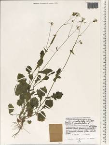 Emilia sonchifolia (L.) DC. ex Wight, South Asia, South Asia (Asia outside ex-Soviet states and Mongolia) (ASIA) (Maldives)