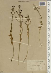 Teucrium orientale L., South Asia, South Asia (Asia outside ex-Soviet states and Mongolia) (ASIA) (Turkey)