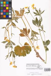 Ranunculus fallax (Wimm. & Grab.) Schur, Eastern Europe, Moscow region (E4a) (Russia)
