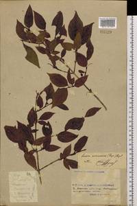 Lonicera maximowiczii (Rupr.) Regel, Siberia, Russian Far East (S6) (Russia)