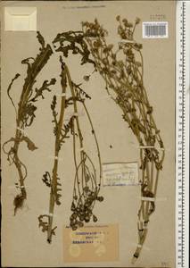 Senecio glaucus subsp. coronopifolius (Maire) C. Alexander, Caucasus, Krasnodar Krai & Adygea (K1a) (Russia)