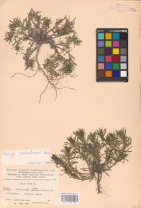 MHA 0 155 125, Ajuga chamaepitys (L.) Schreb., Eastern Europe, Central forest-and-steppe region (E6) (Russia)