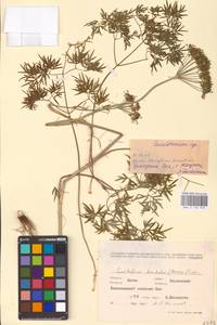 Cenolophium fischeri (Spreng.) W. D. J. Koch, Eastern Europe, Lithuania (E2a) (Lithuania)
