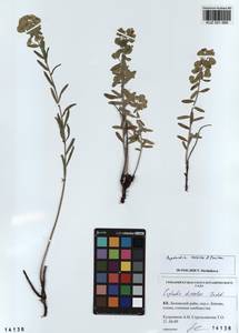 KUZ 001 569, Euphorbia esula subsp. esula, Siberia, Altai & Sayany Mountains (S2) (Russia)