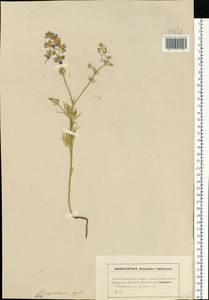 Delphinium consolida subsp. consolida, Eastern Europe, Moscow region (E4a) (Russia)