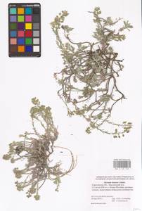 Alyssum lenense Adams, Eastern Europe, Lower Volga region (E9) (Russia)