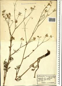 Chaerophyllum macrospermum (Willd. ex Spreng.) Fisch. & C. A. Mey., Caucasus, Armenia (K5) (Armenia)