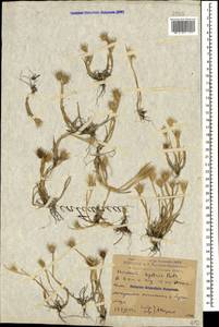 Hordeum marinum subsp. gussoneanum (Parl.) Thell., Caucasus, Dagestan (K2) (Russia)