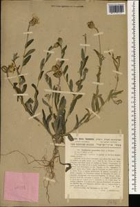 Cyanus cyanoides (Wahlenb.) Wagenitz & Greuter, South Asia, South Asia (Asia outside ex-Soviet states and Mongolia) (ASIA) (Israel)