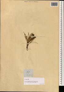 Cyperus pedunculatus (R.Br.) J.Kern, South Asia, South Asia (Asia outside ex-Soviet states and Mongolia) (ASIA) (Philippines)