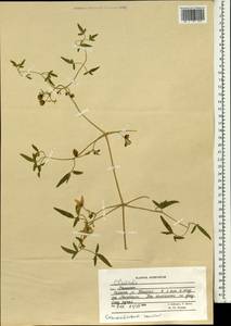 Clematis, South Asia, South Asia (Asia outside ex-Soviet states and Mongolia) (ASIA) (Afghanistan)