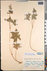 Geranium wlassovianum Fisch. ex Link, Siberia, Baikal & Transbaikal region (S4) (Russia)