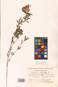 Trifolium lupinaster L., Eastern Europe, Eastern region (E10) (Russia)